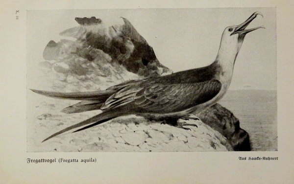 1926 - Fregattvogel / Tölpel, Pelikan - alter Druck